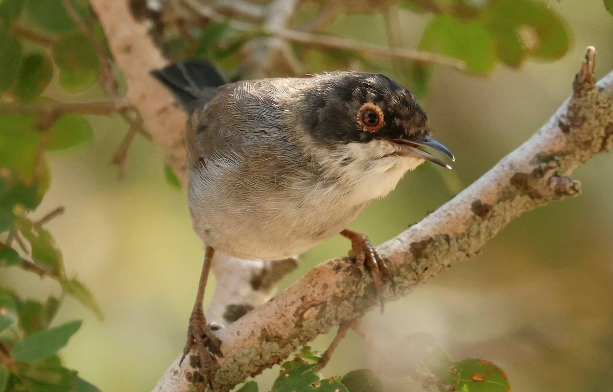 Sardinian Warbler - ML641758328