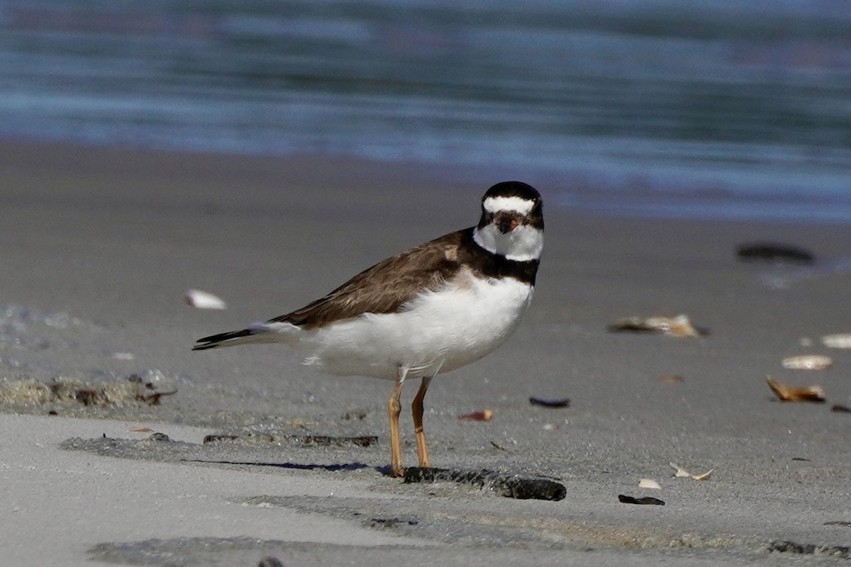 Semipalmated Plover - ML641758360