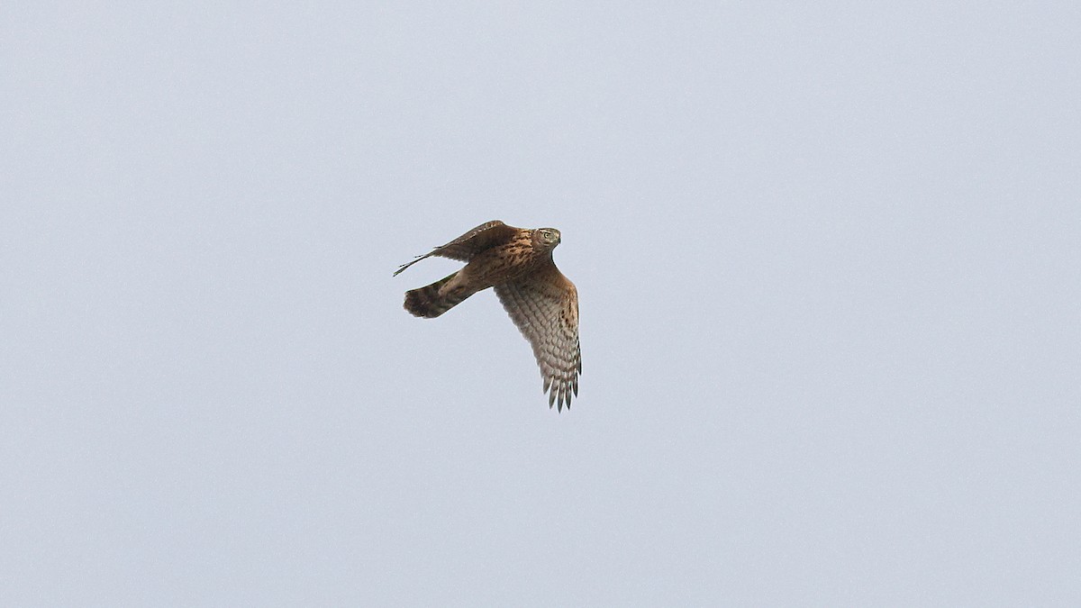 Eurasian Goshawk - ML641758371