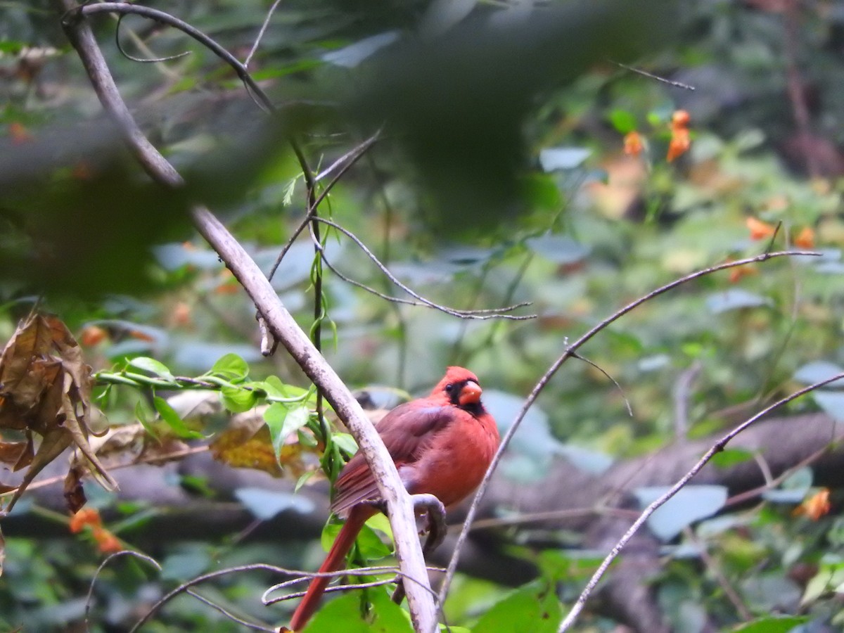ショウジョウコウカンチョウ - ML641758443