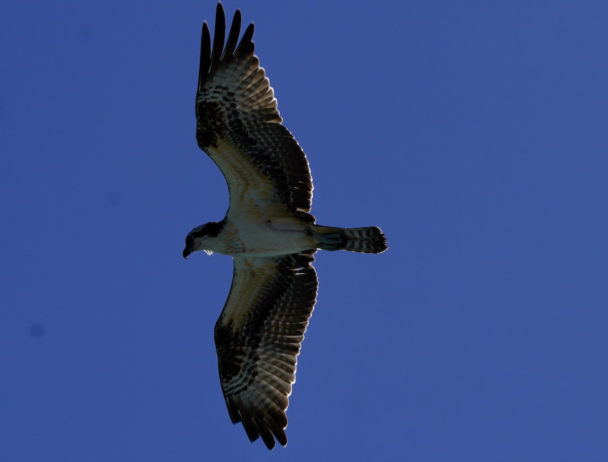魚鷹(carolinensis) - ML641758475
