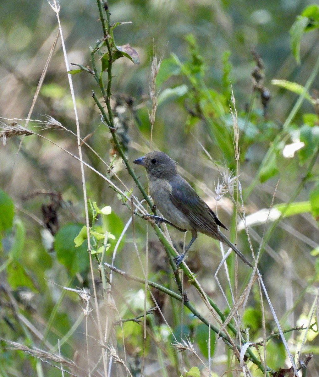 Painted Bunting - ML641758497