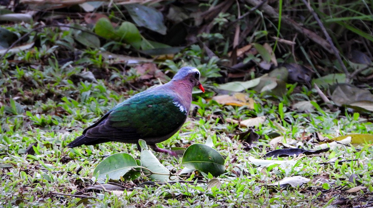 Asian Emerald Dove - ML641758498