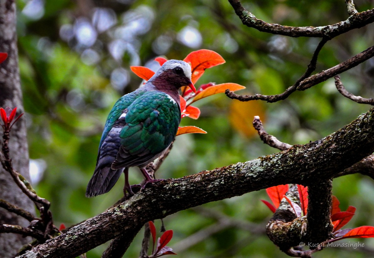 Asian Emerald Dove - ML641758499