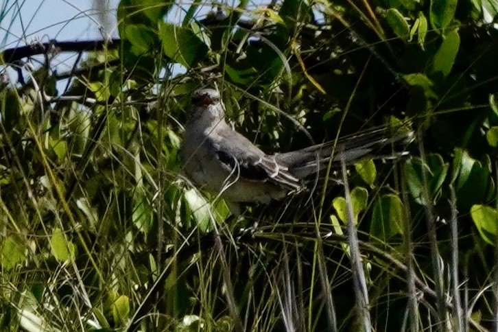 Northern Mockingbird - ML641758506