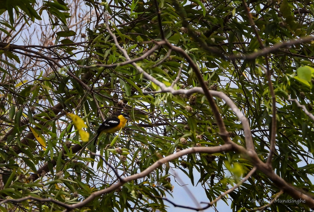 Common Iora - ML641758511