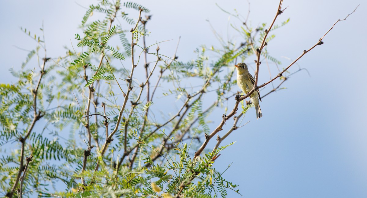 Western Flycatcher (Pacific-slope) - ML641758512