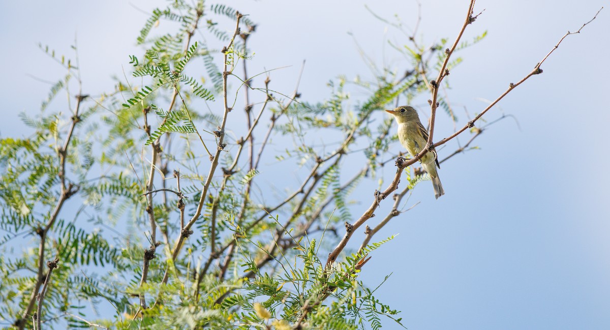 Western Flycatcher (Pacific-slope) - ML641758527
