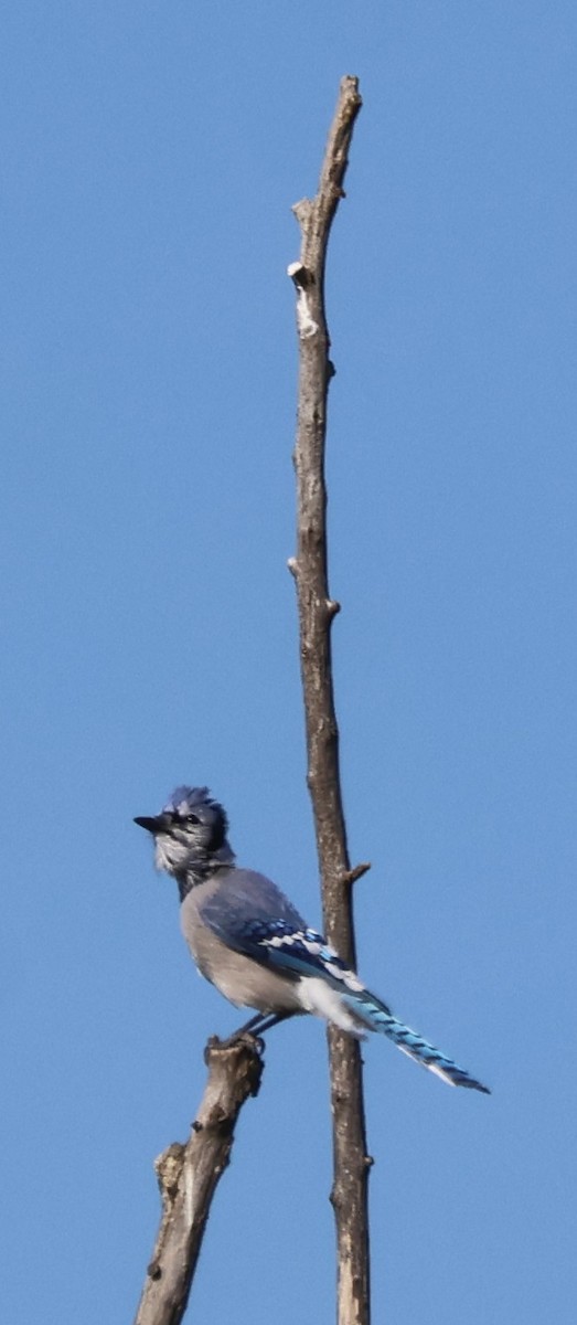 Blue Jay - ML641758528
