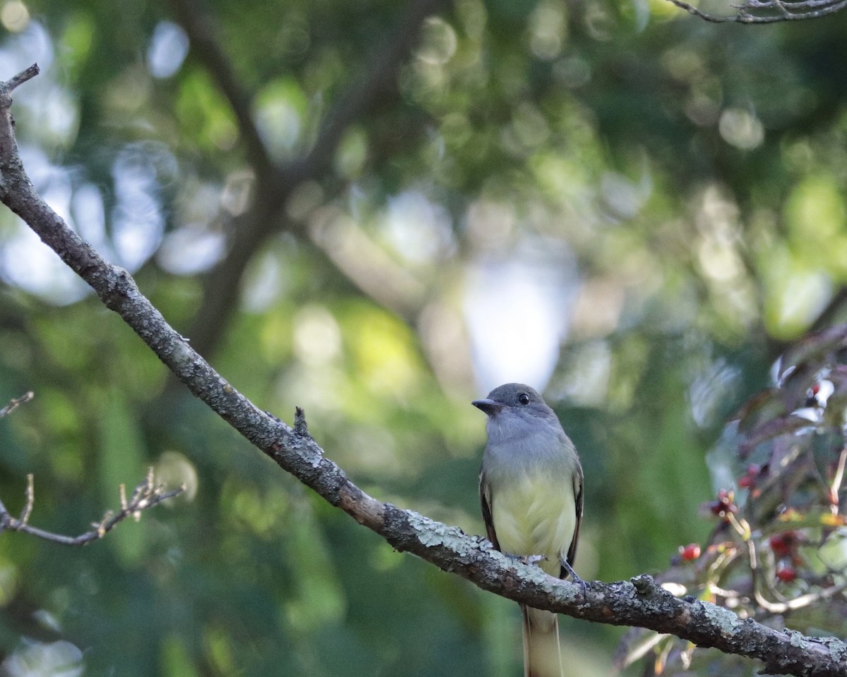Great Crested Flycatcher - ML641758530