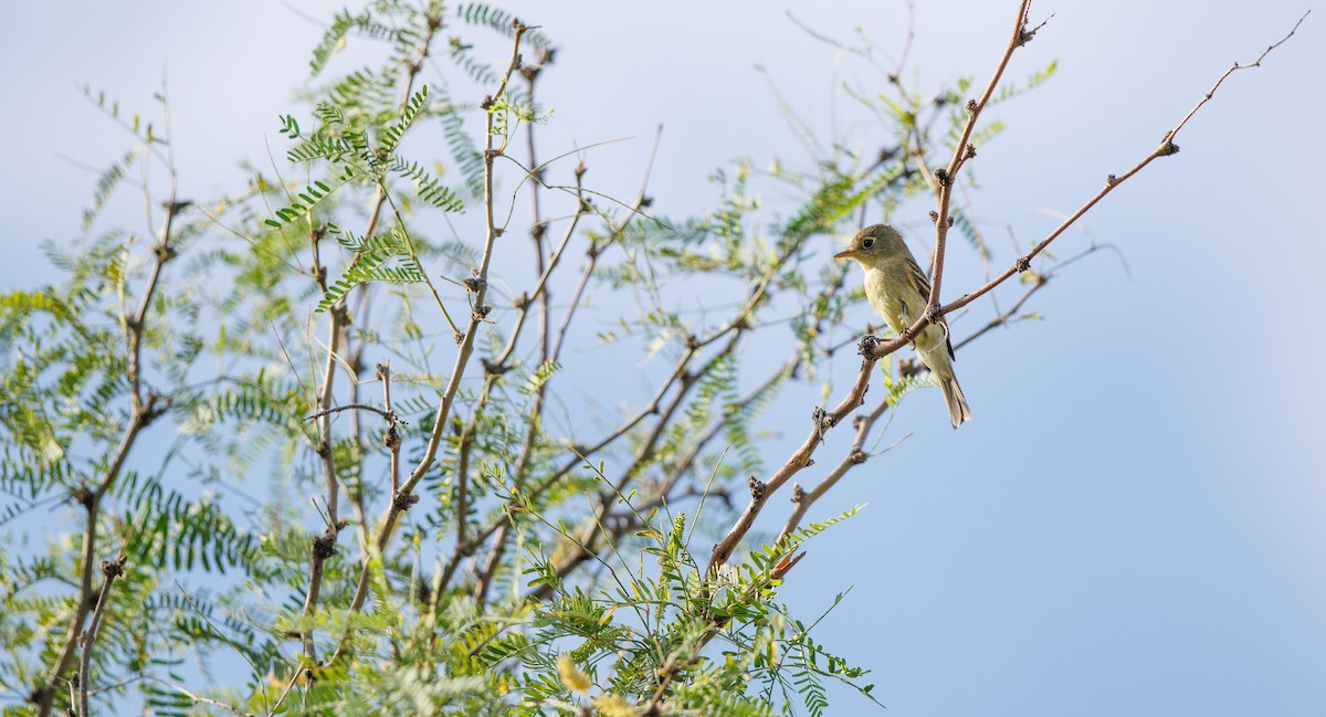 Western Flycatcher (Pacific-slope) - ML641758539