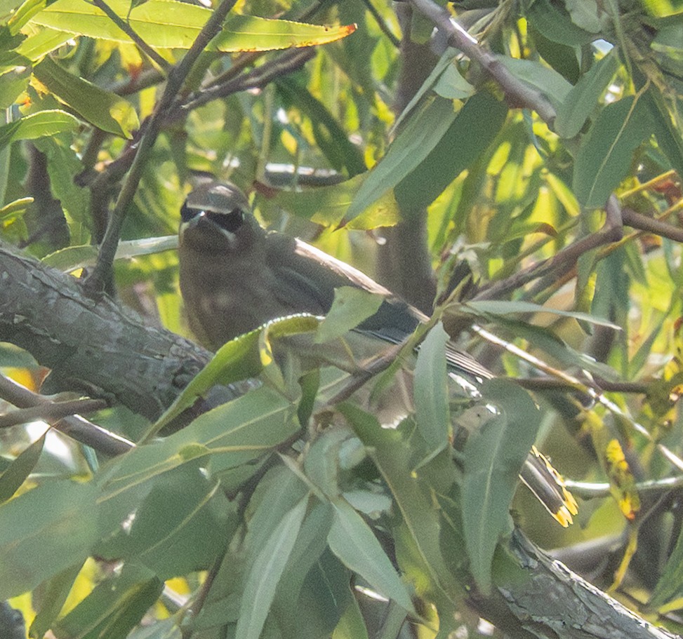 Cedar Waxwing - ML641758540