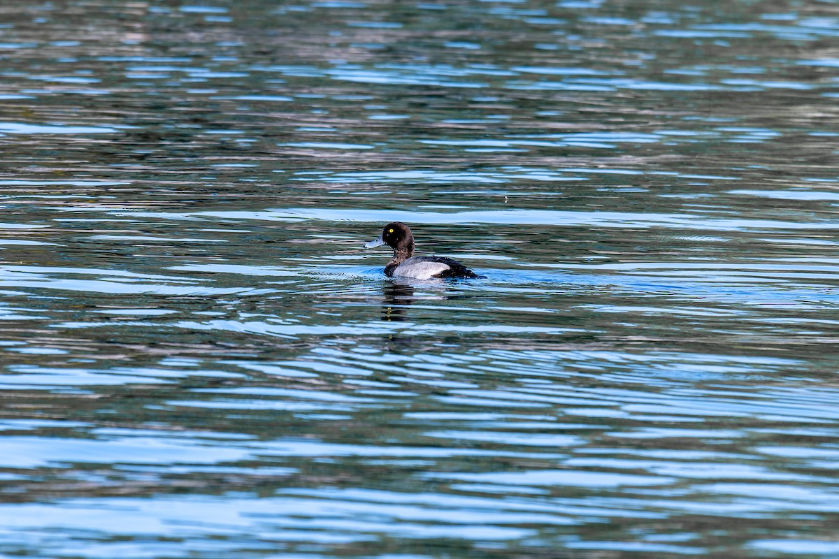 Greater Scaup - ML641758556