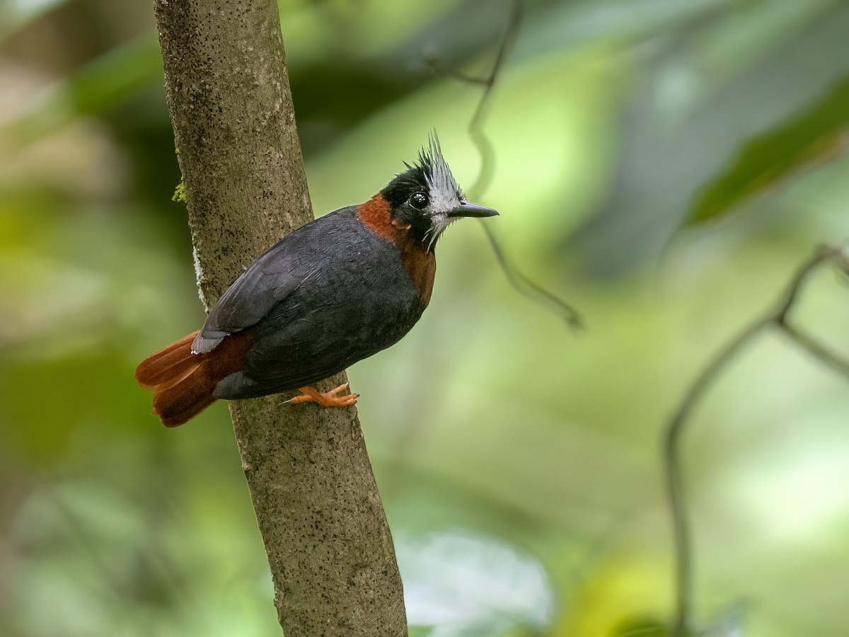 White-plumed Antbird - ML641758603