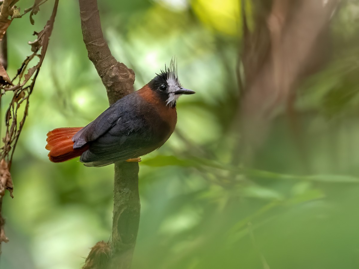 White-plumed Antbird - ML641758604