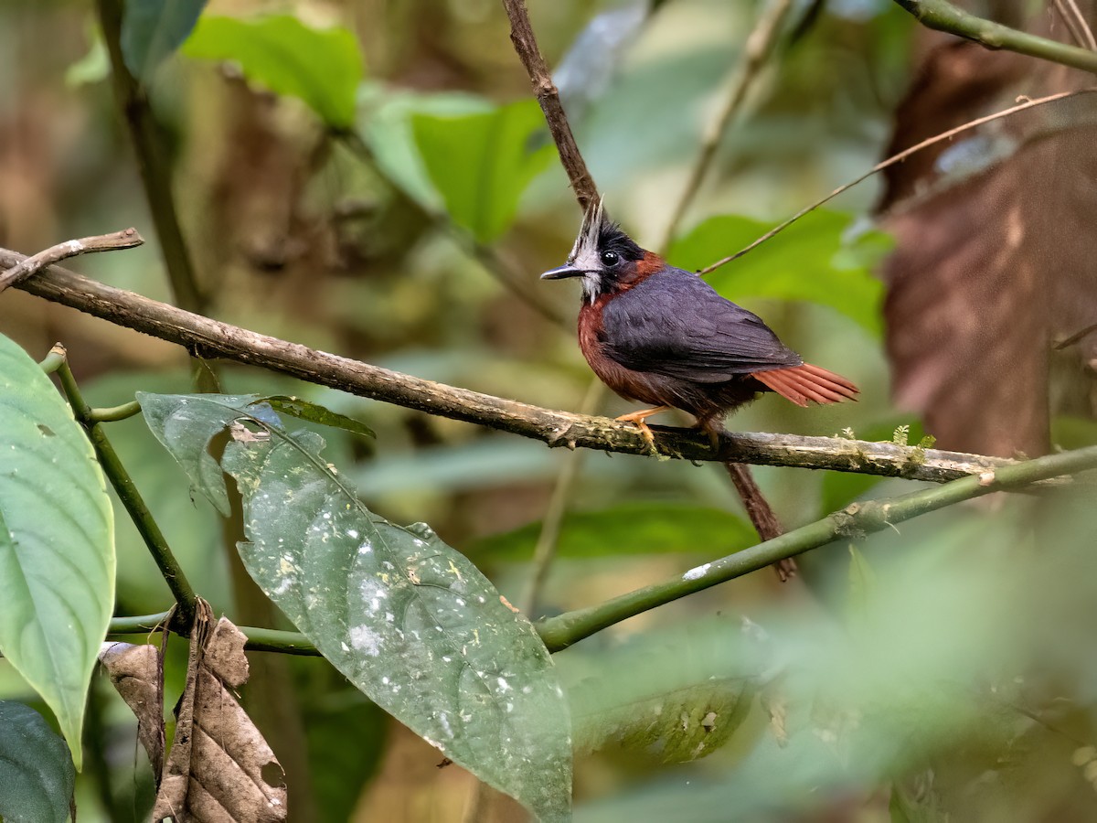 White-plumed Antbird - ML641758605