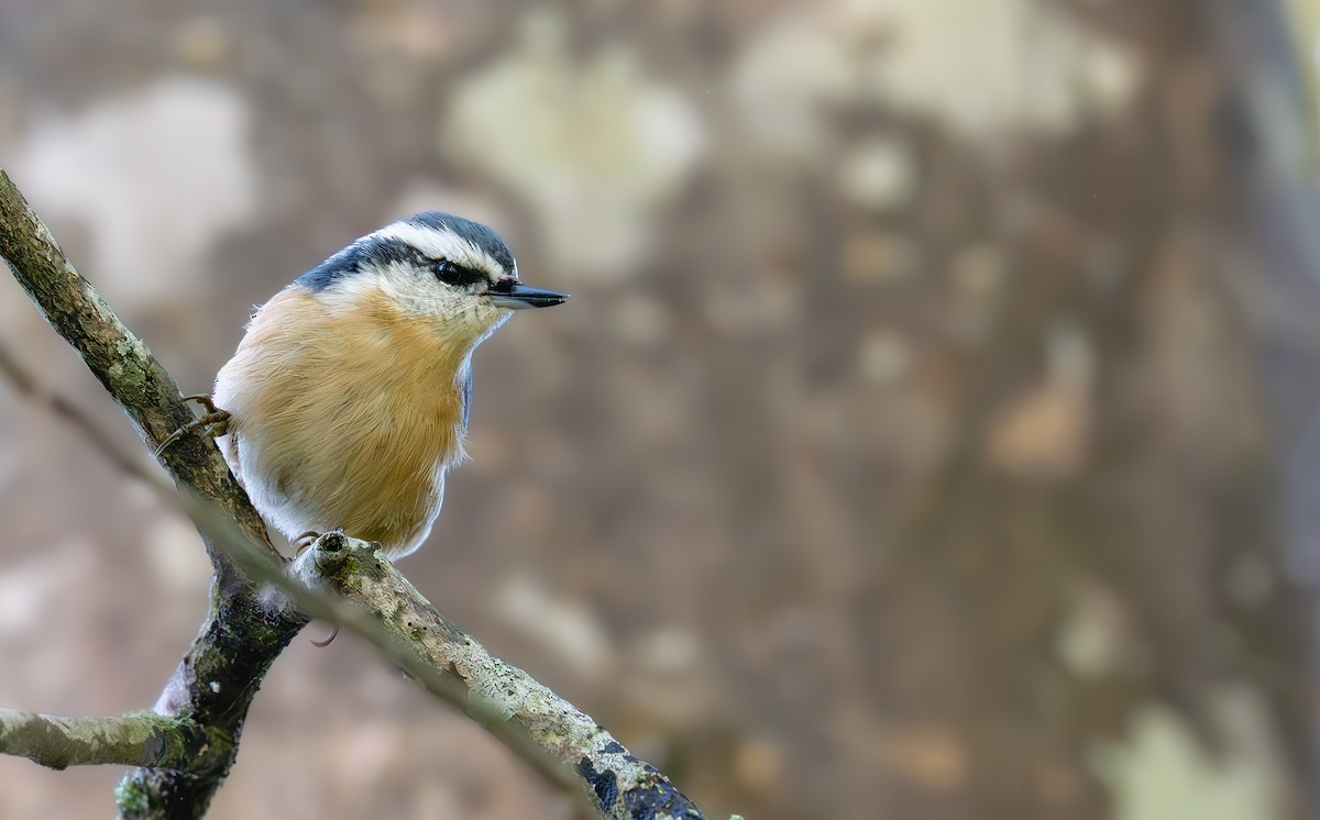 Red-breasted Nuthatch - ML641758614
