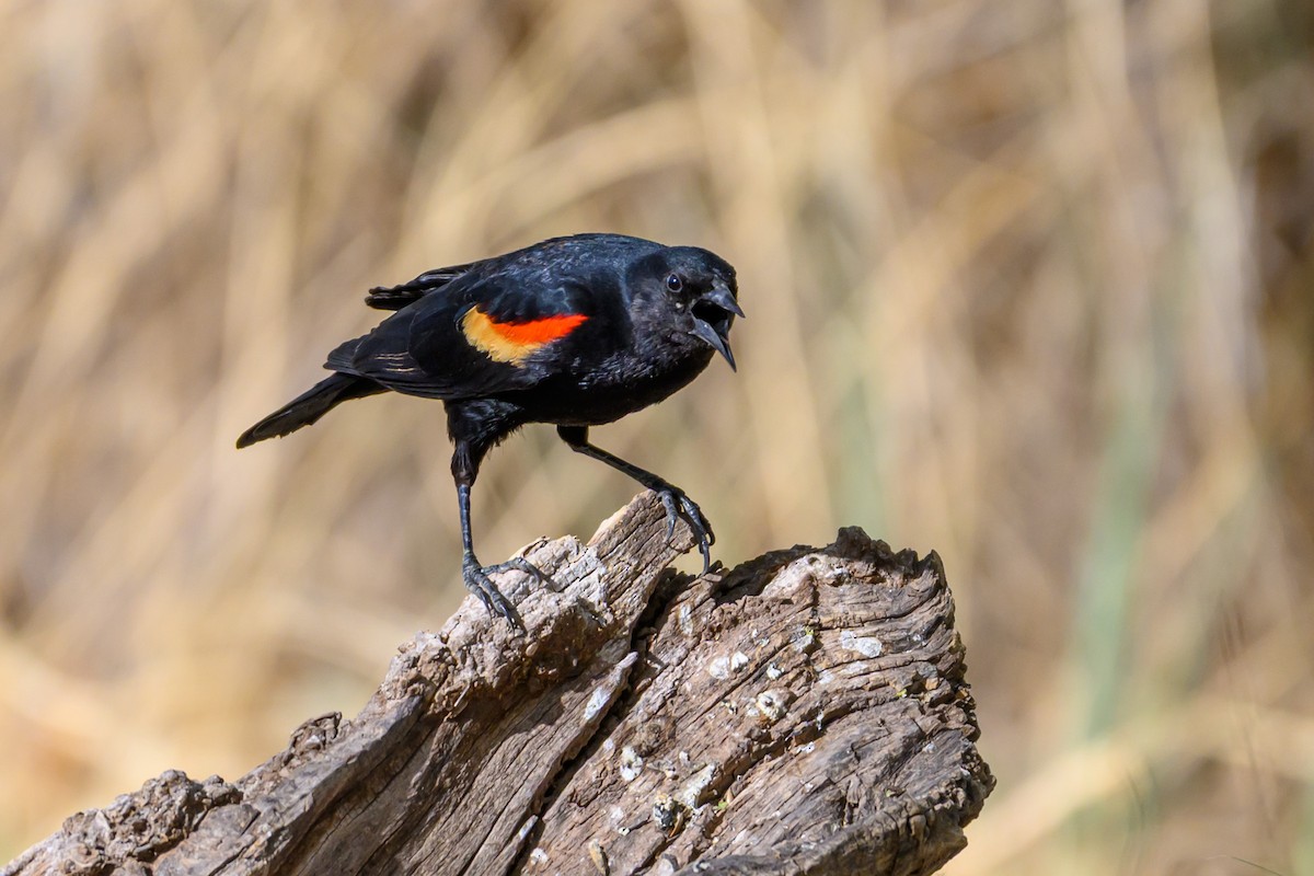 Red-winged Blackbird - ML641758616