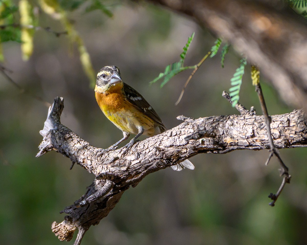 Black-headed Grosbeak - ML641758620