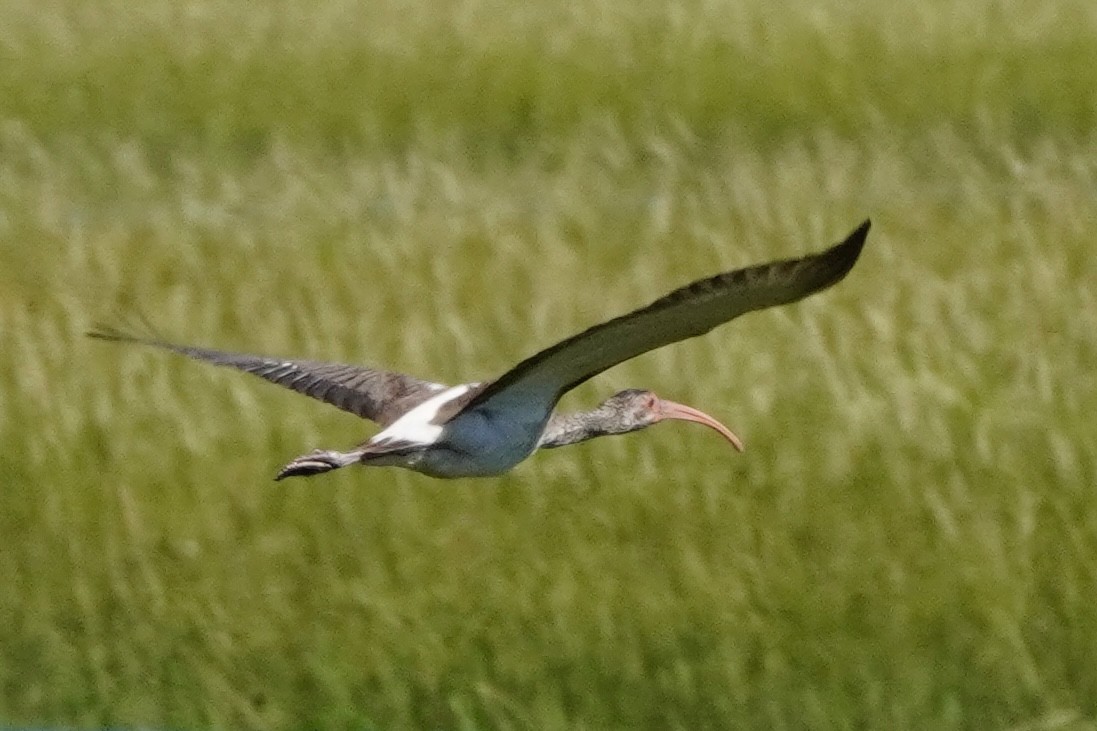White Ibis - ML641758623