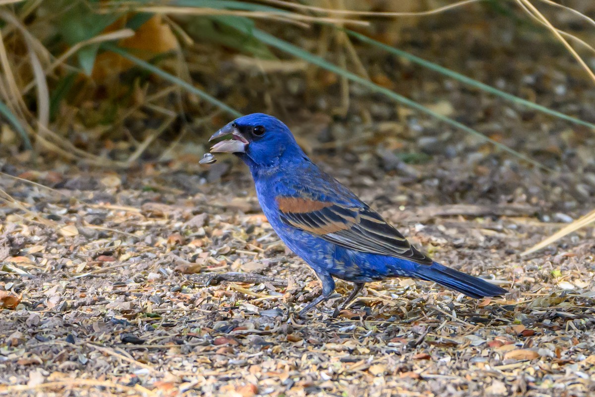 Blue Grosbeak - ML641758626