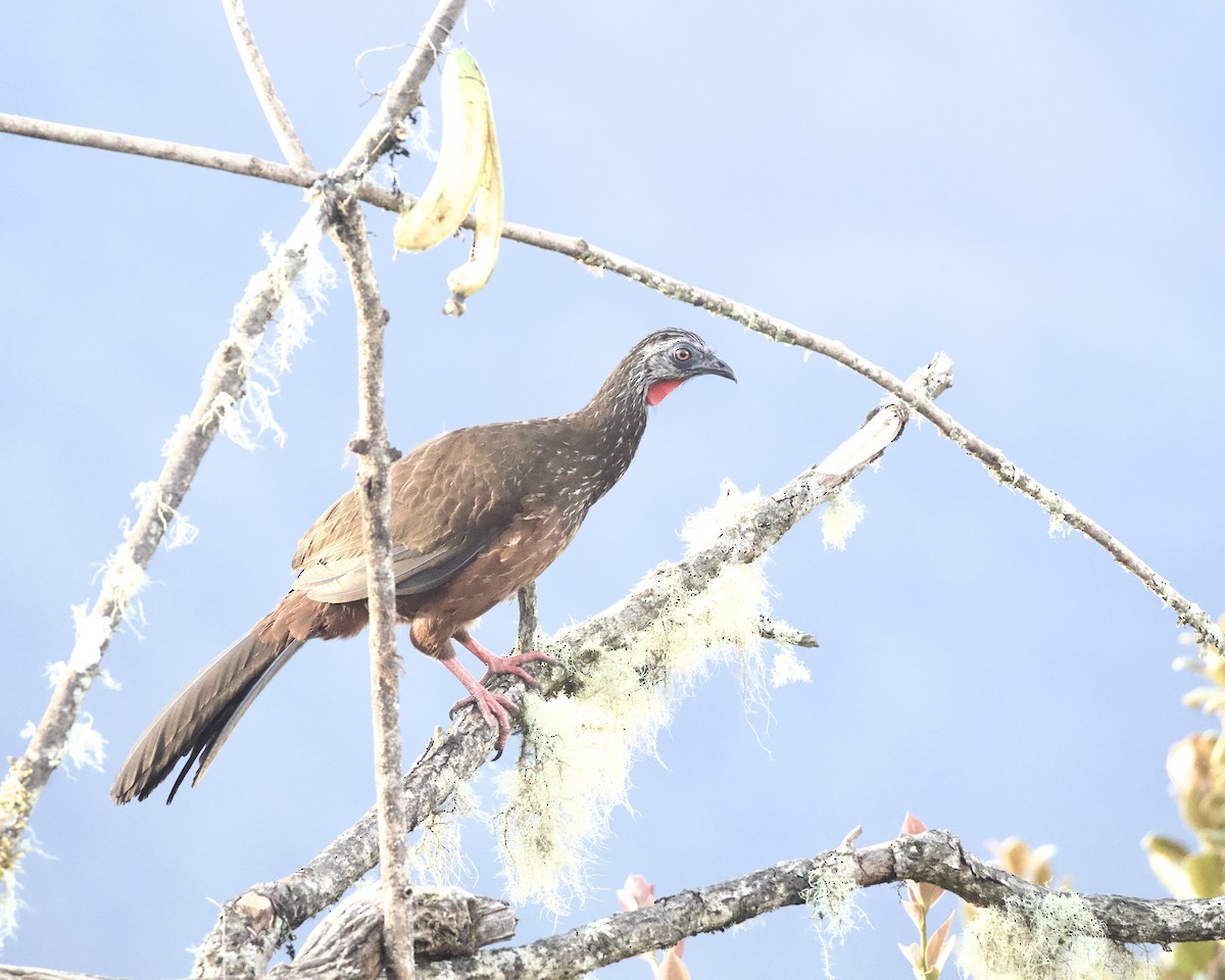 Andean Guan - ML641758630