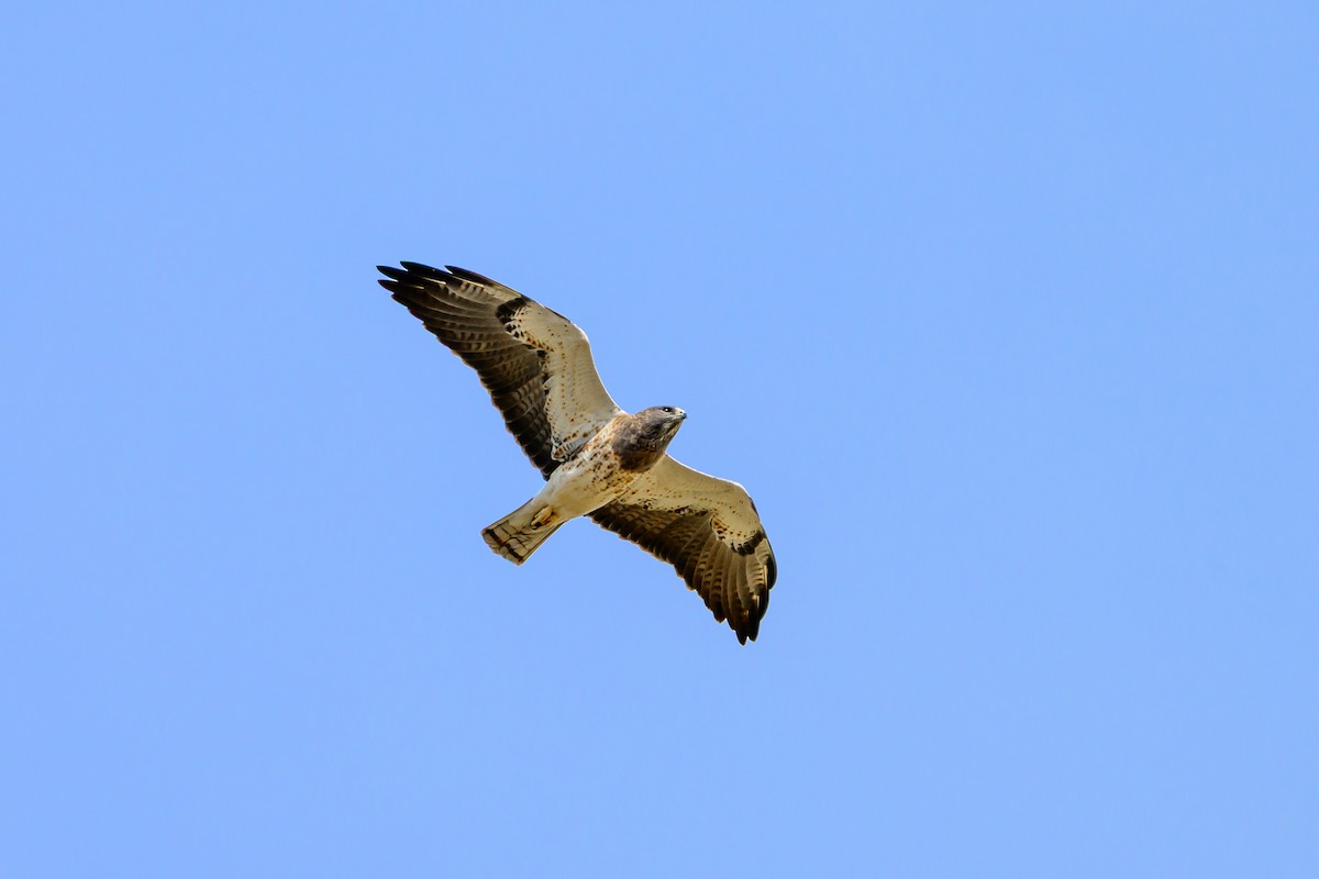 Swainson's Hawk - ML641758639