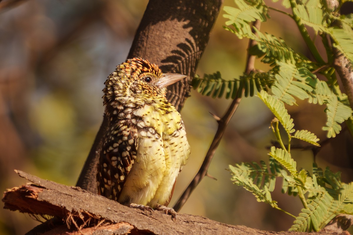 D'Arnaud's Barbet - ML641758650