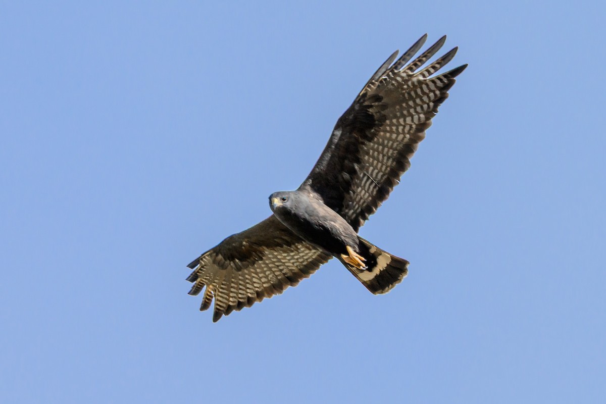 Zone-tailed Hawk - ML641758653