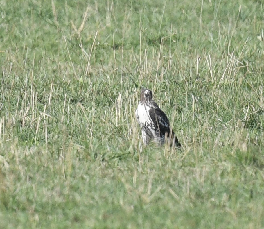 Buteo, unbestimmt - ML641758662