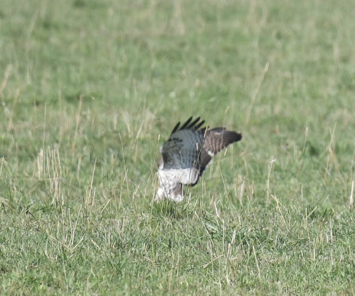 Buteo, unbestimmt - ML641758664