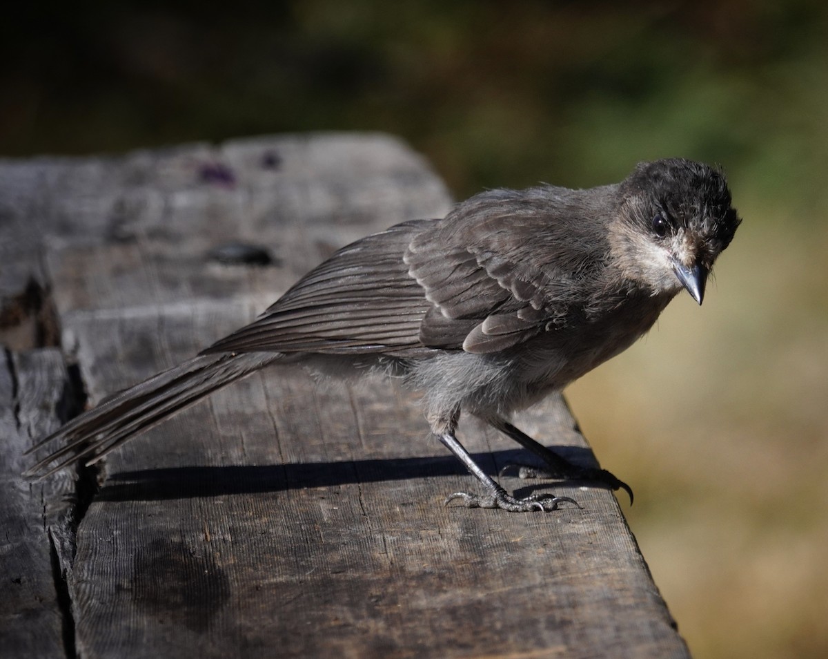Canada Jay - ML641758696