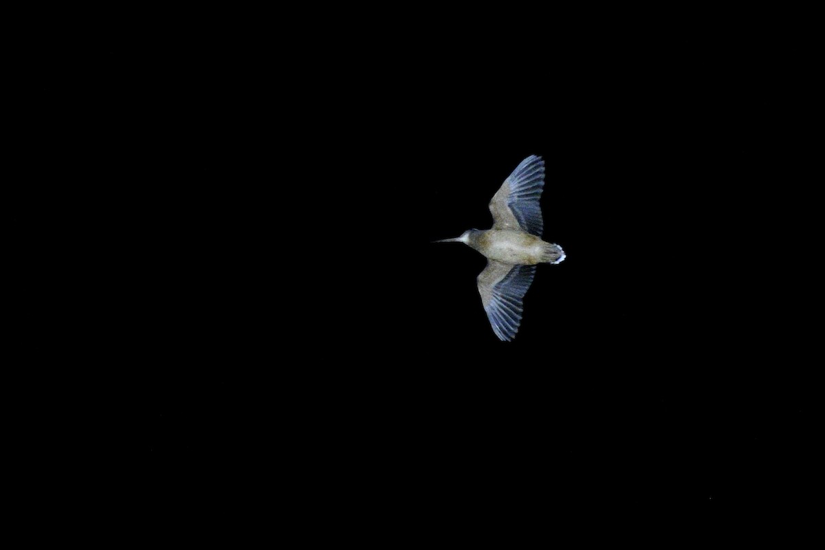 American Woodcock - ML641758778