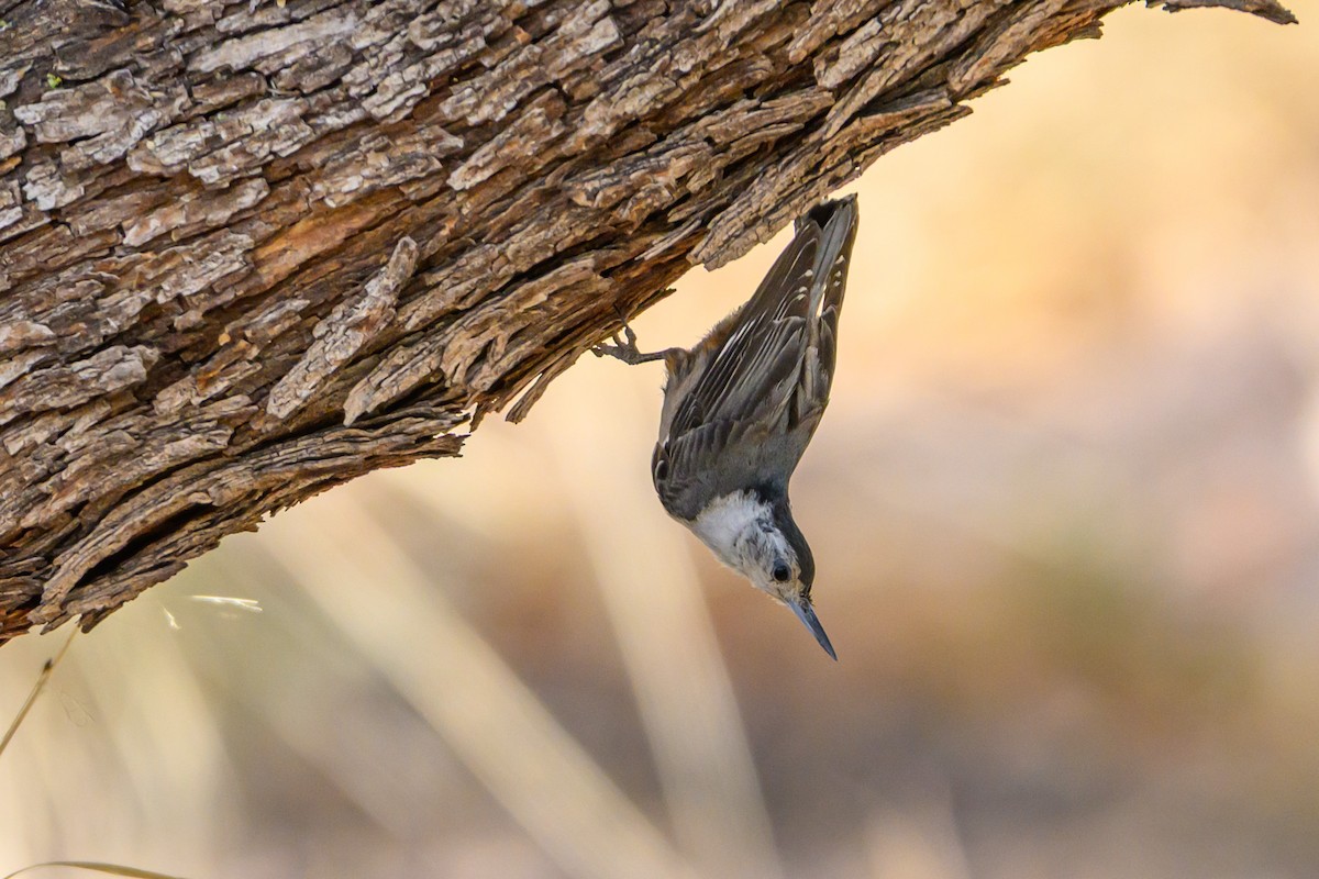 White-breasted Nuthatch - ML641758788