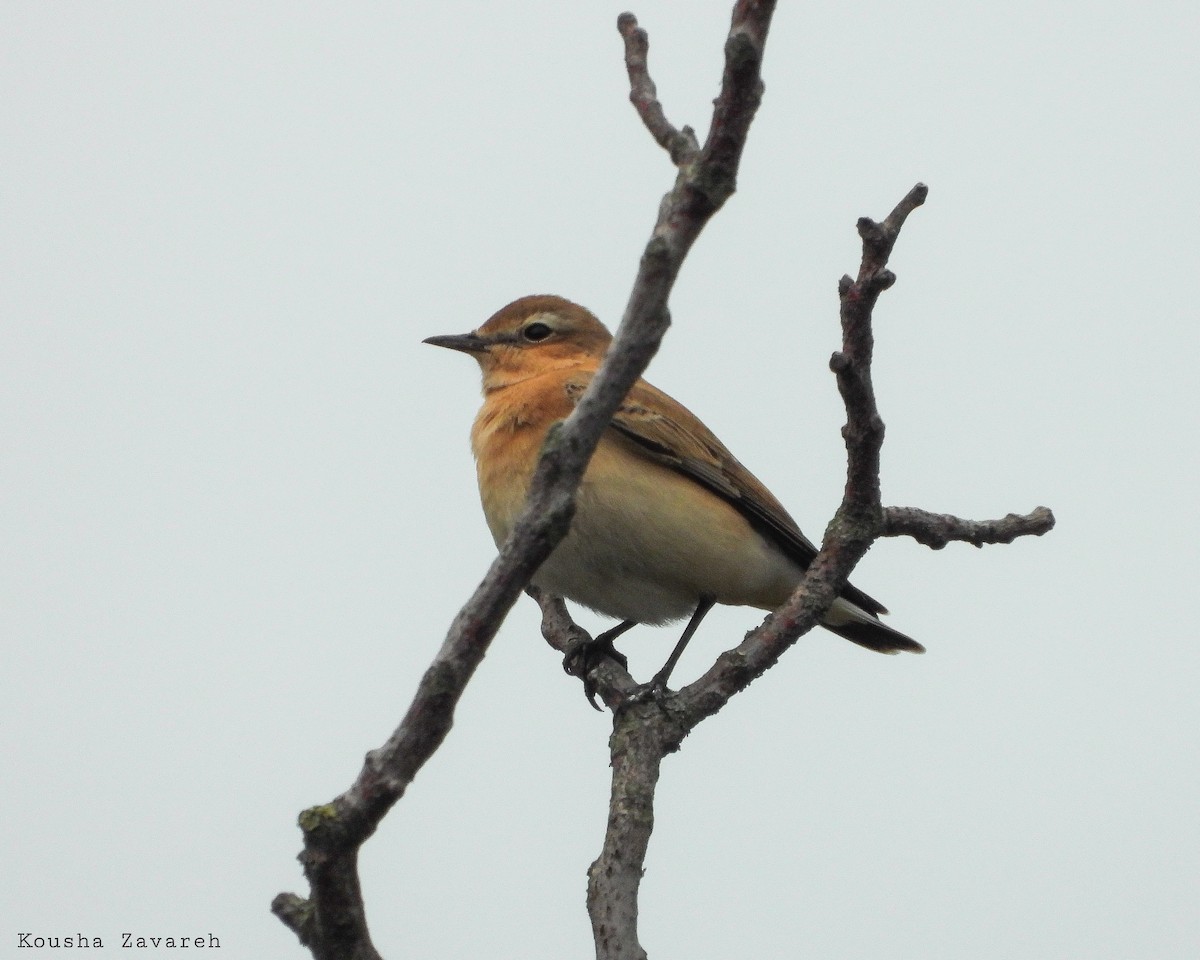 Northern Wheatear - ML641758823