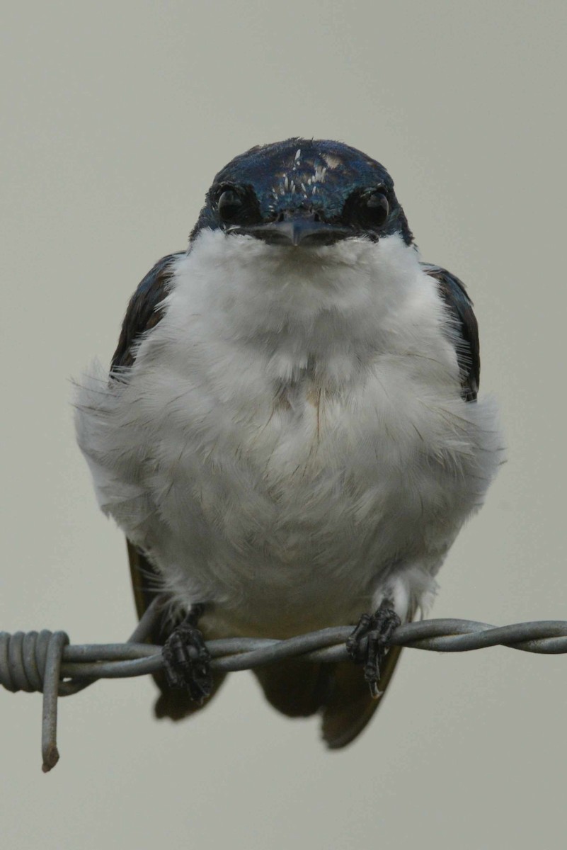 White-winged Swallow - ML641758824