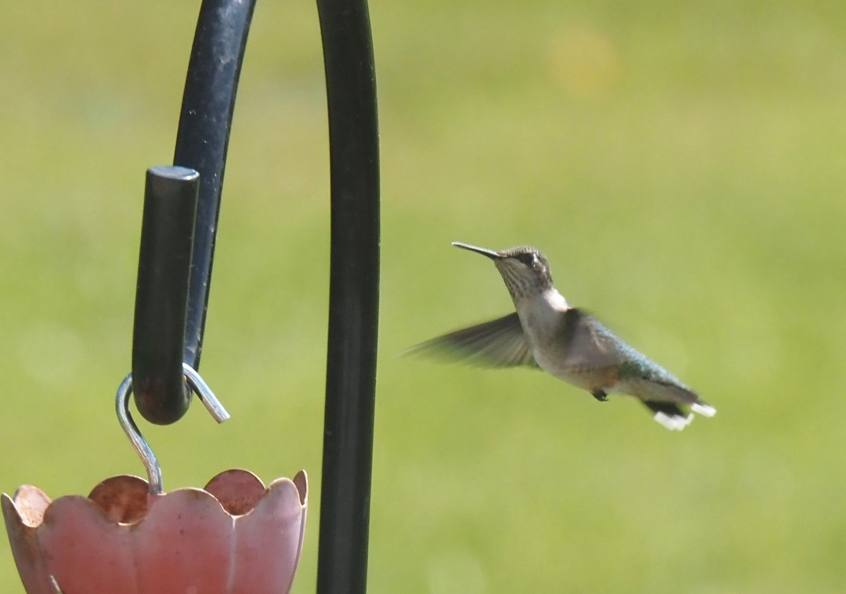 kalypta rubínohrdlá - ML641758825