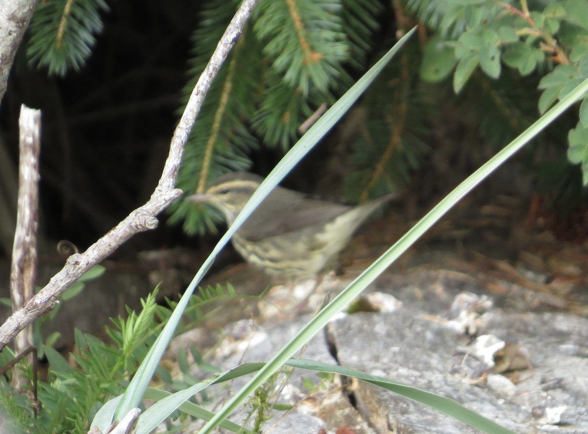 Northern Waterthrush - ML641758856