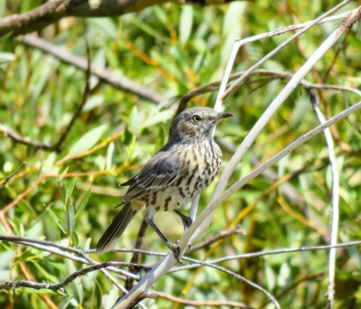 Sage Thrasher - ML641758857