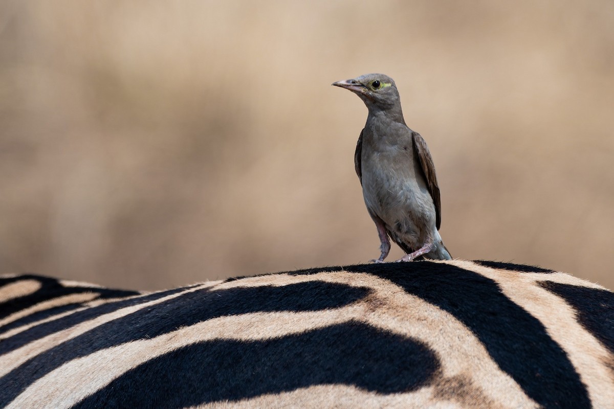Wattled Starling - ML641758860
