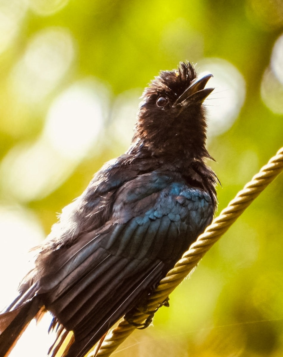 Greater Racket-tailed Drongo - ML641758870