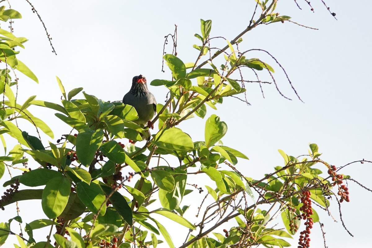 Red-legged Thrush - ML641758889