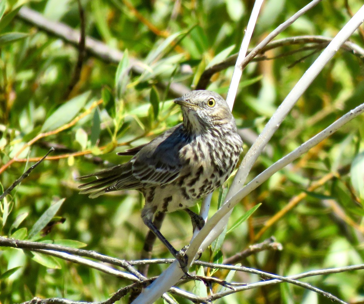Sage Thrasher - ML641758909