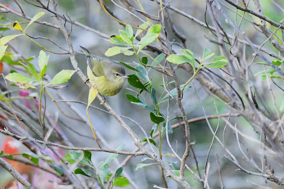 Paruline verdâtre - ML641758913