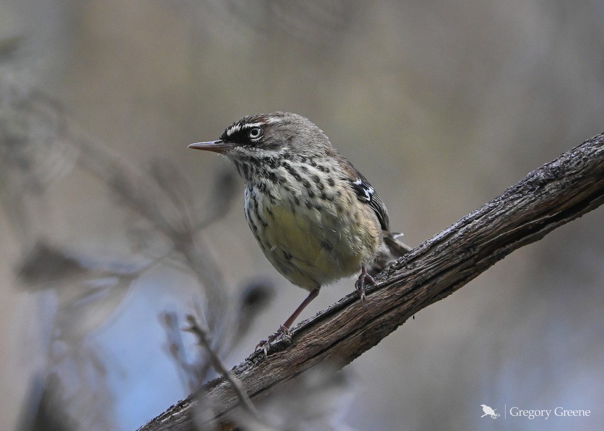 Spotted Scrubwren - ML641758972