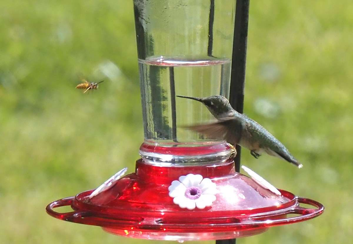 kalypta rubínohrdlá - ML641758995