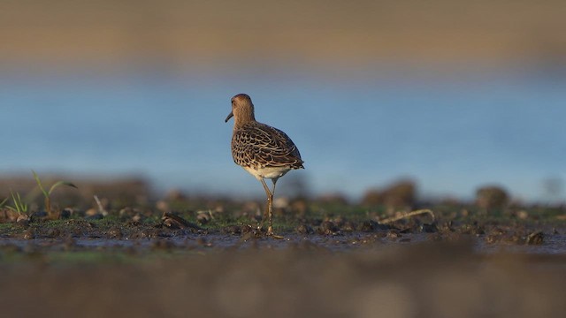 Ruff - ML641759000