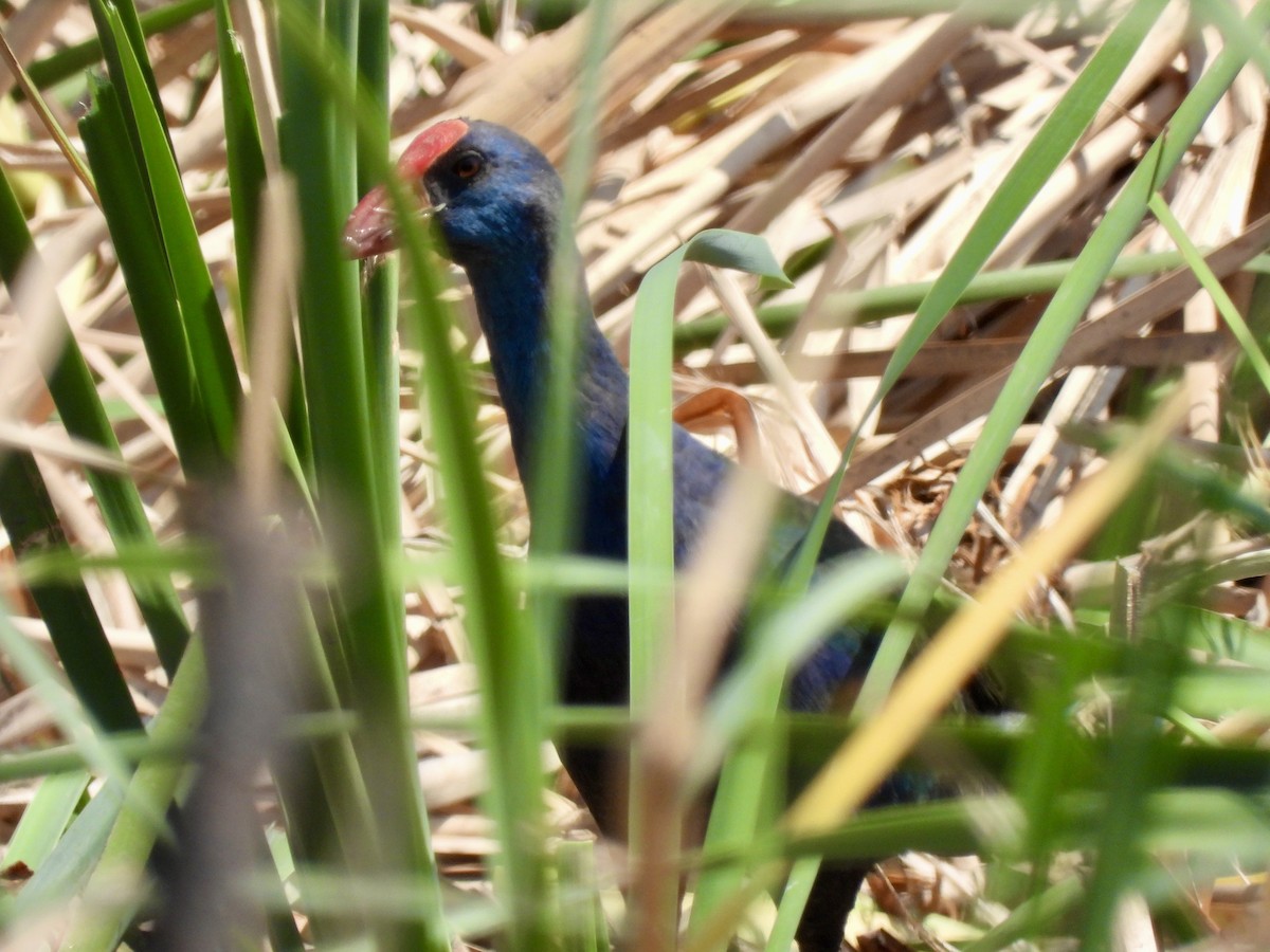 פורפיריה כחולה - ML641759009
