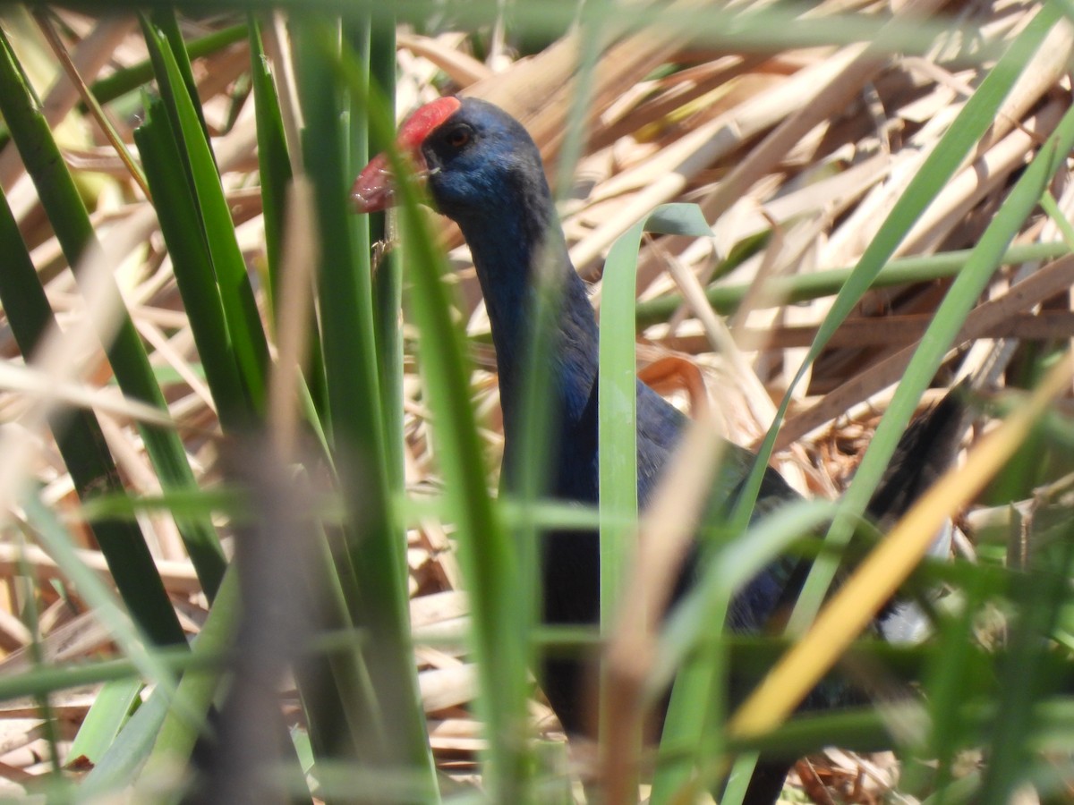 פורפיריה כחולה - ML641759010