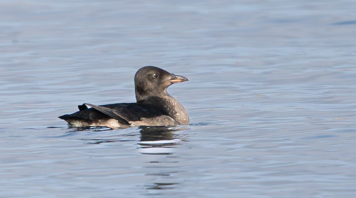 Rhinoceros Auklet - ML641759072